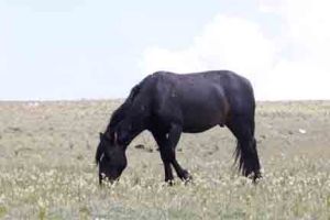 Hernando, is a 2007 dark bay stallion. 