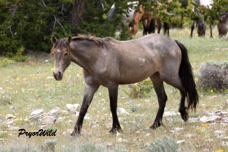 Manuelita: This 2012 filly is just beautiful! She shares her mother's beautiful dark buckskin coloration.
